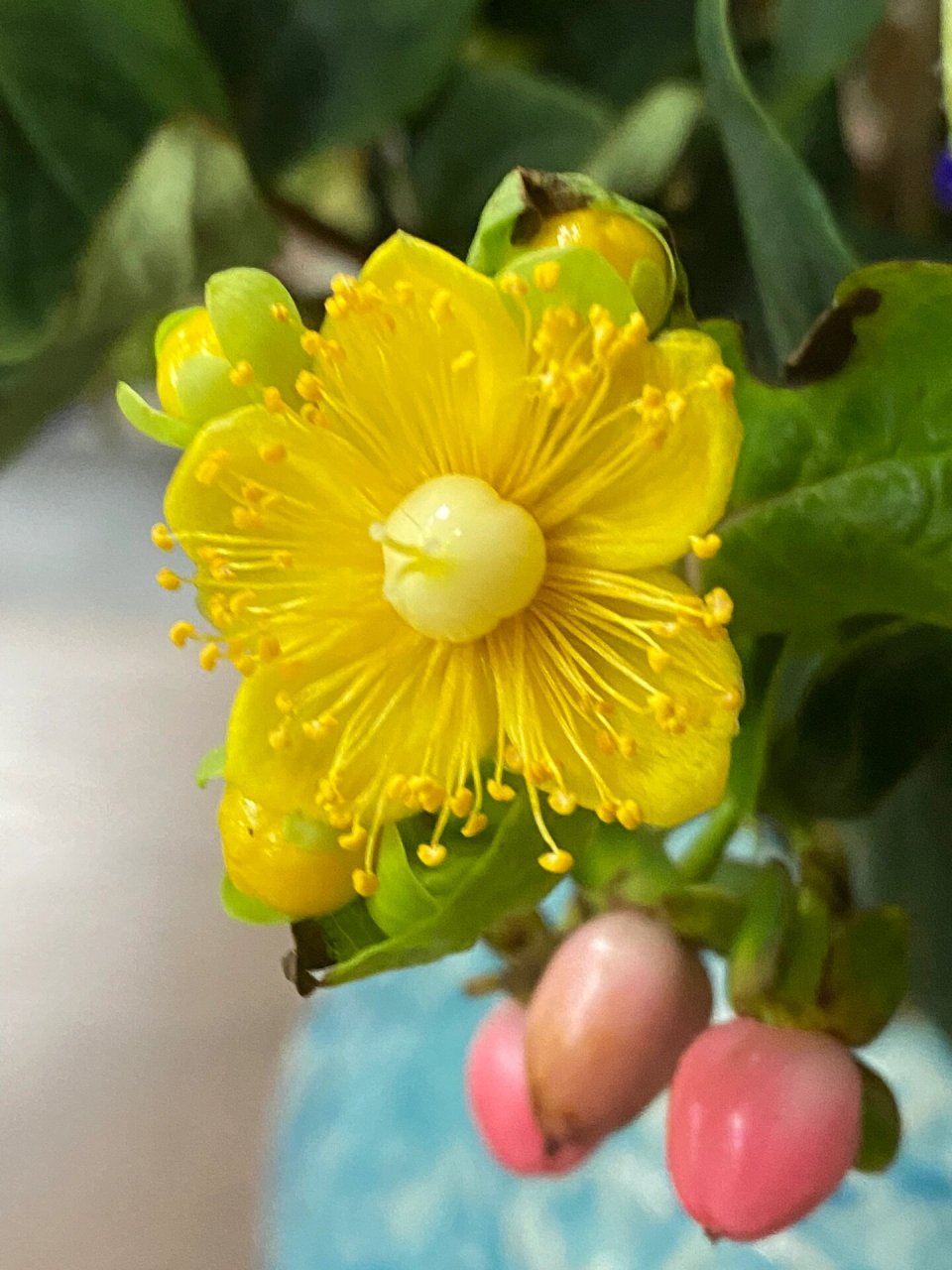 相思豆开花啦! 红豆生南国,春来发几枝,愿君多采撷,此物最相思.