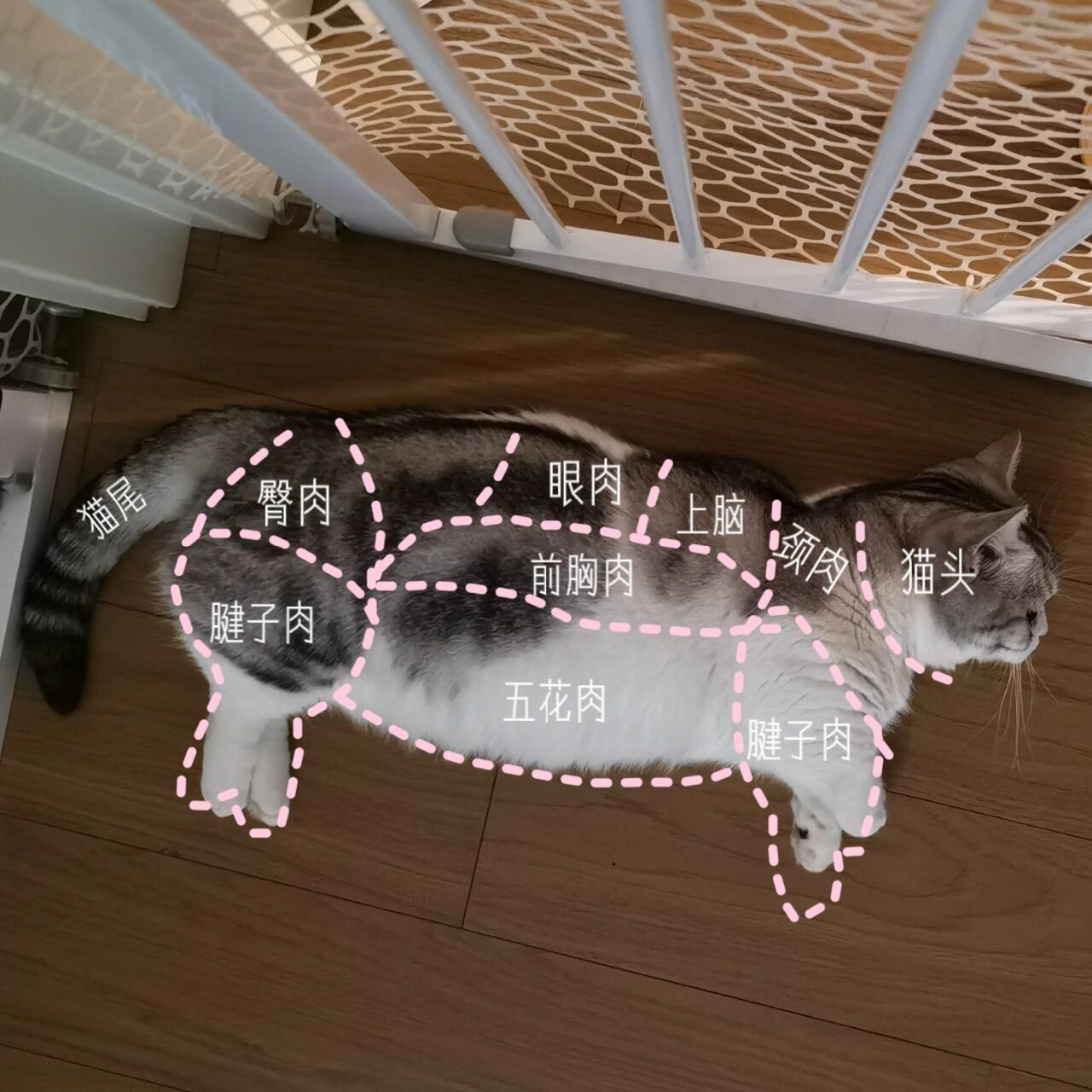 猫肉分布图! 家里的小猫长成99猫了 是时候要分肉肉了!