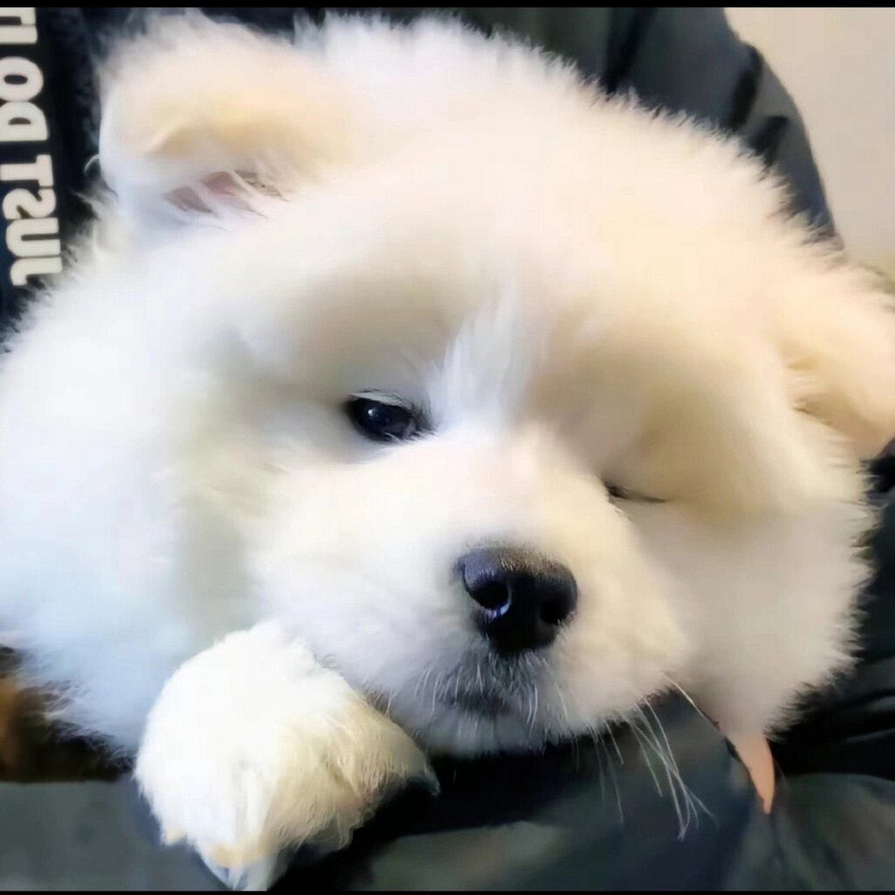 狗狗头像第二弹 图片来源于网络