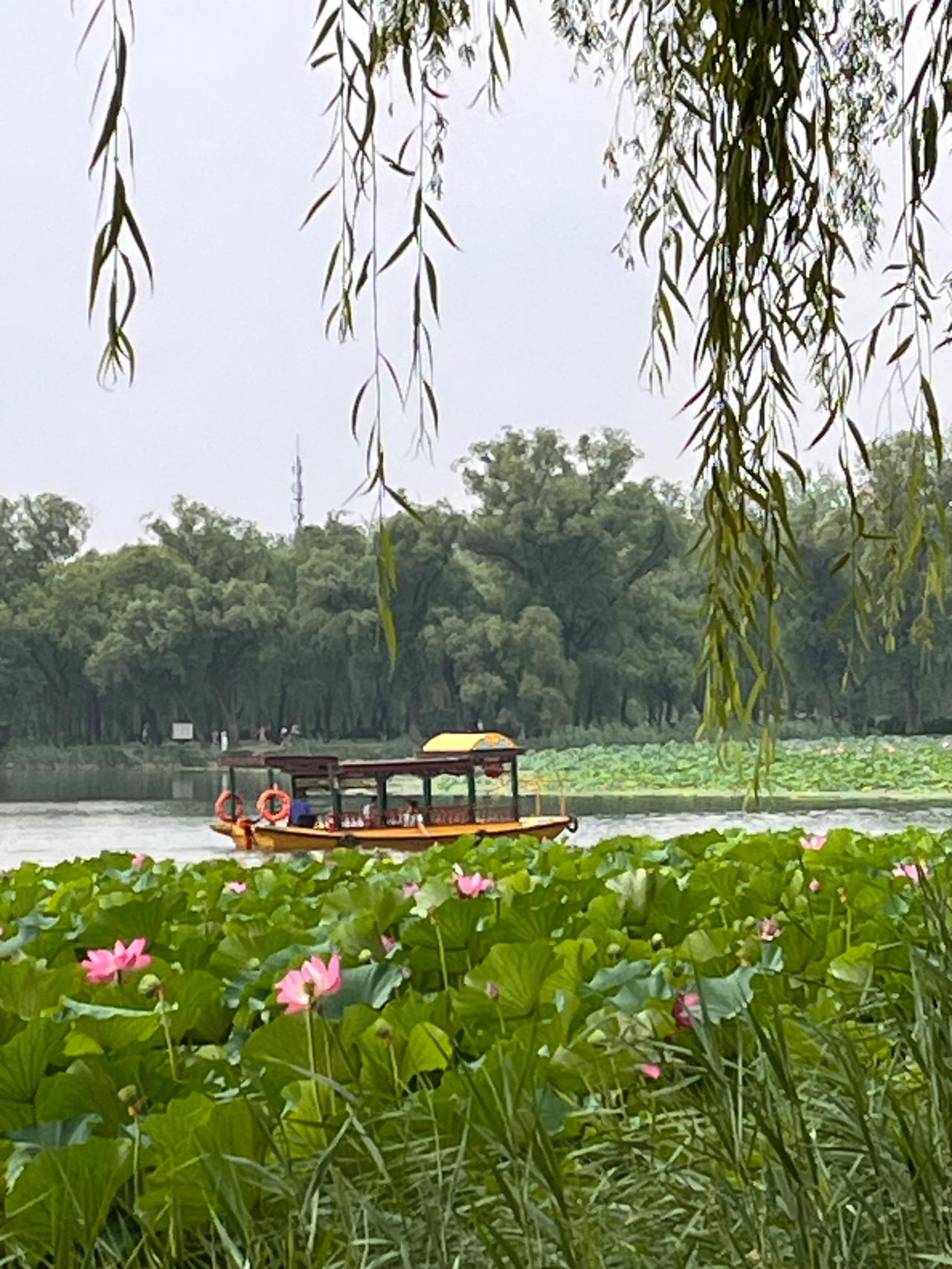 颐和园荷花图片