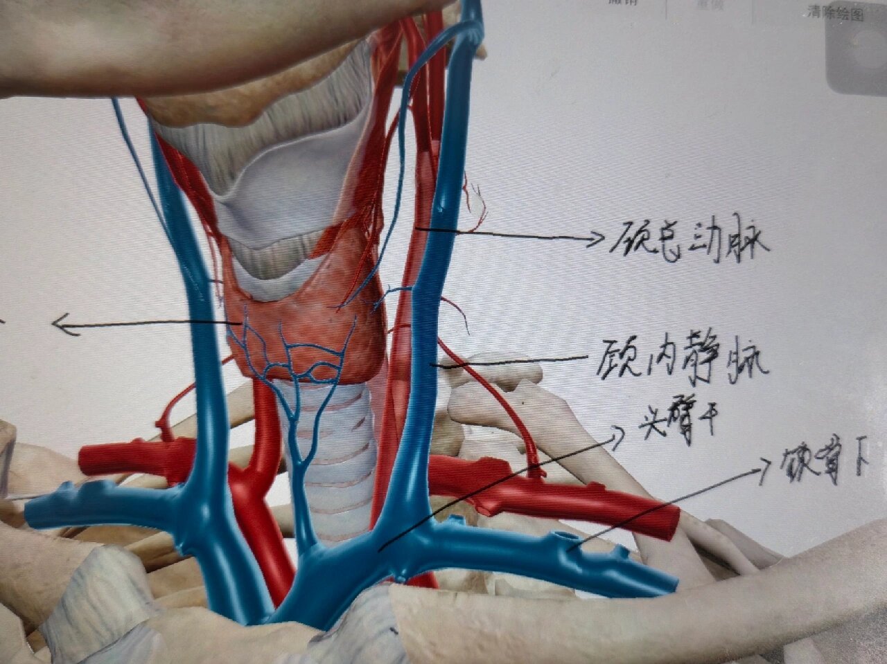 甲状腺下动脉图片图片