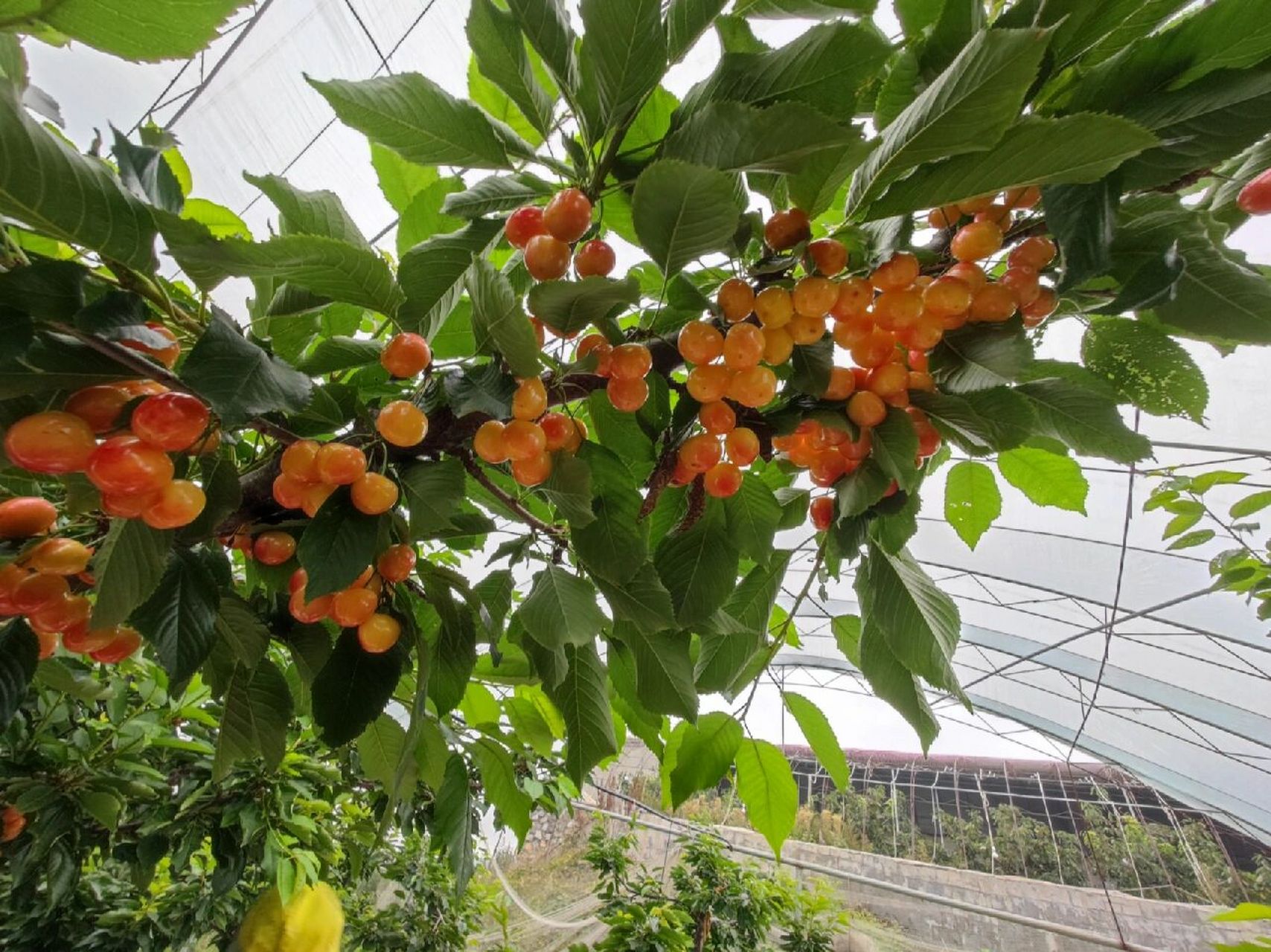 大连当地红南阳樱桃,国内最高端樱桃 大连当地红南阳樱桃,目前国内最