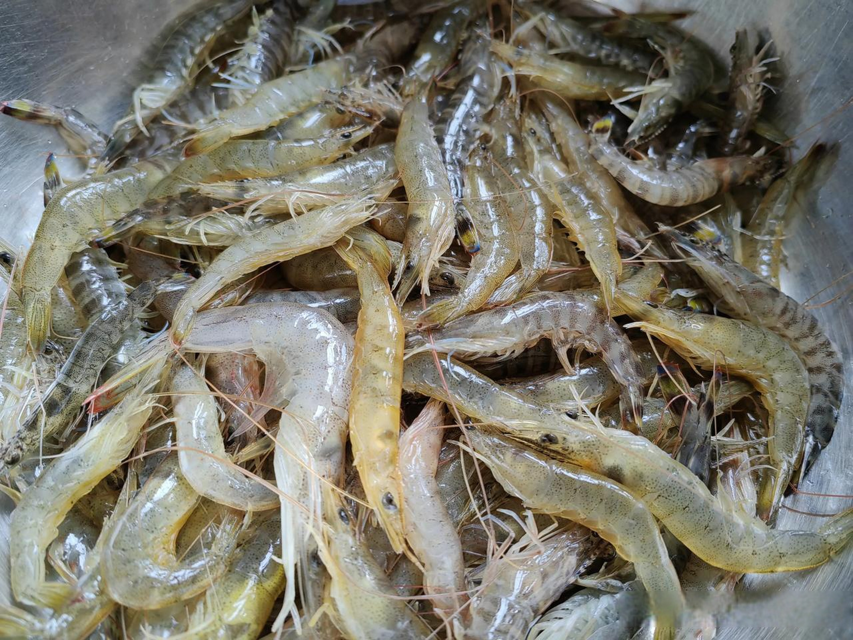 早上去城内市场,发现这种小虾仔,40元一斤,忍不住买了下来.