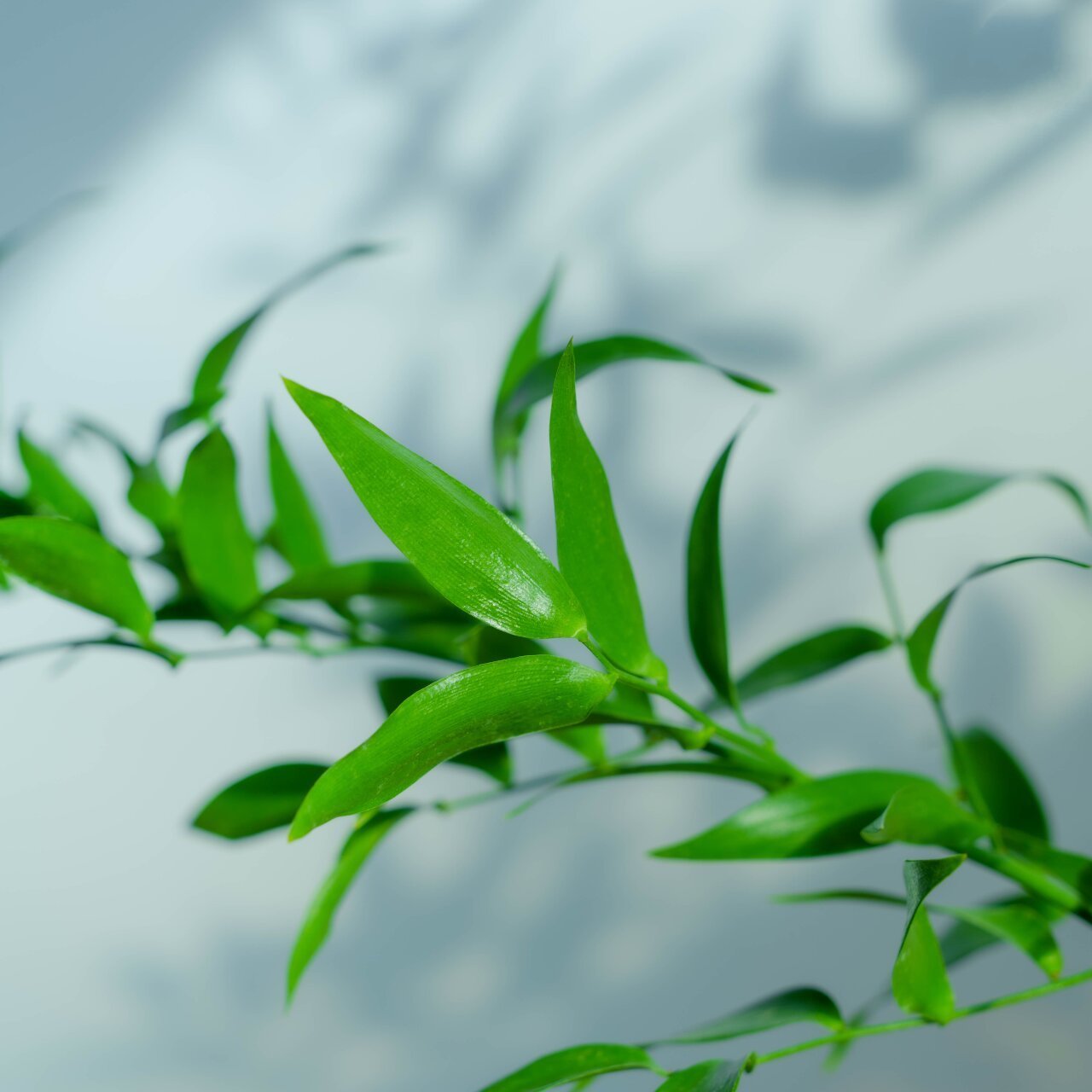 好物推荐 |  熊猫竹 原产于欧洲南部的常绿小灌木四季苍翠细细长长的