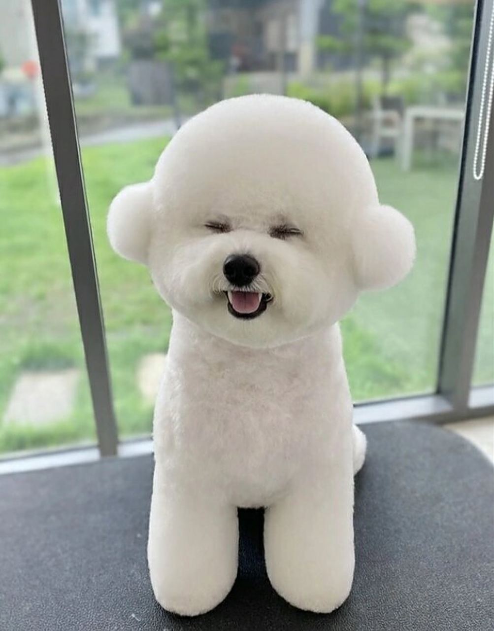 比熊萌系美容造型分享(萌化了啊~~ 看见国外的优秀作品,忍不住想要