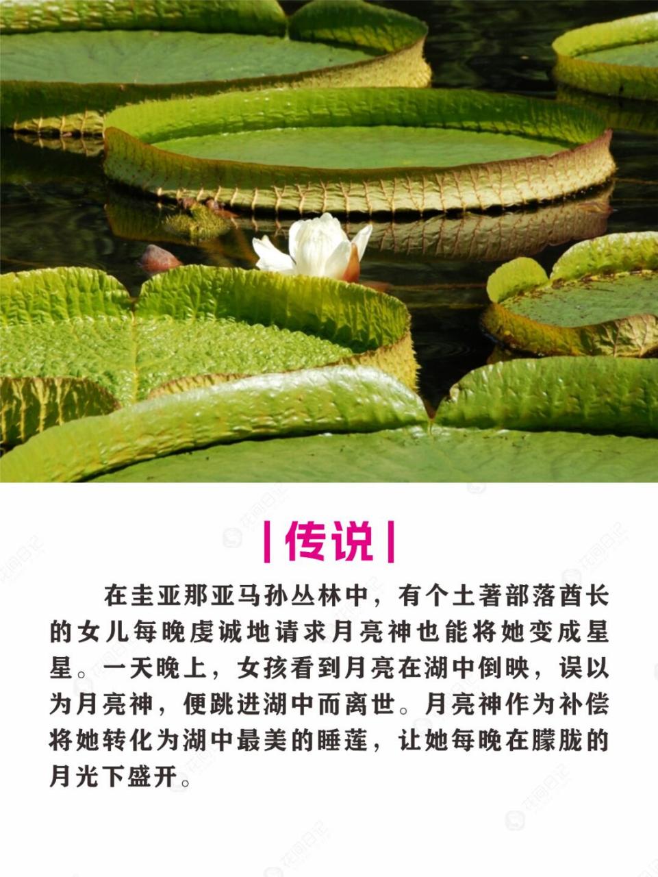 简介 9196 王莲是一种多年生或一年生的大型浮叶草本植物,属于