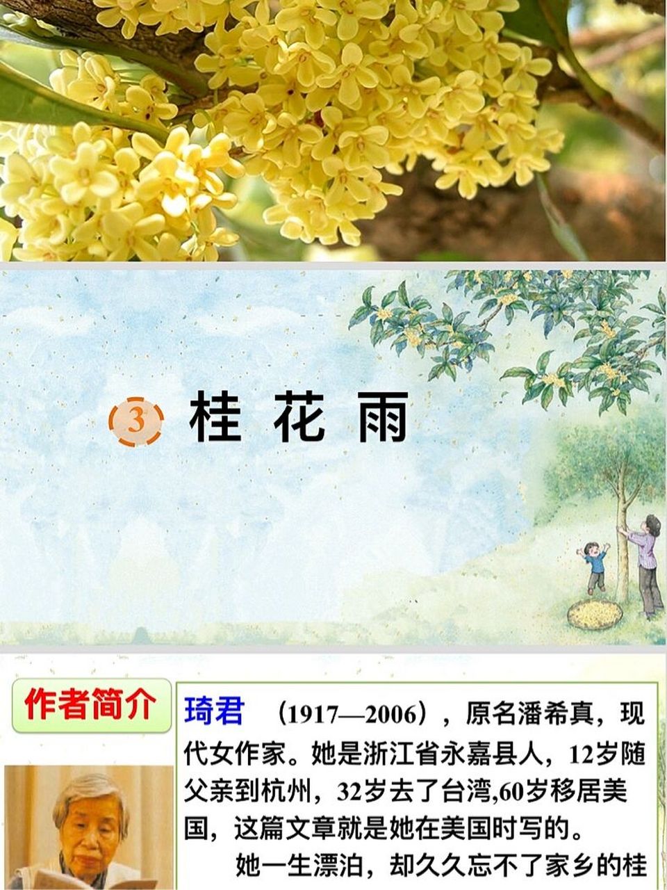 小学语文五年级上公开课《桂花雨》ppt 经典一课,很适合用来讲公开课