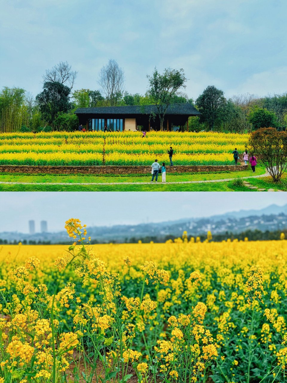 南岸广阳岛赏花攻略来啦6015 3月初,寒意未尽,广阳岛却早已是