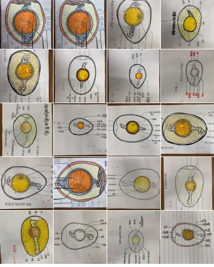 鸡卵的结构模式图图片