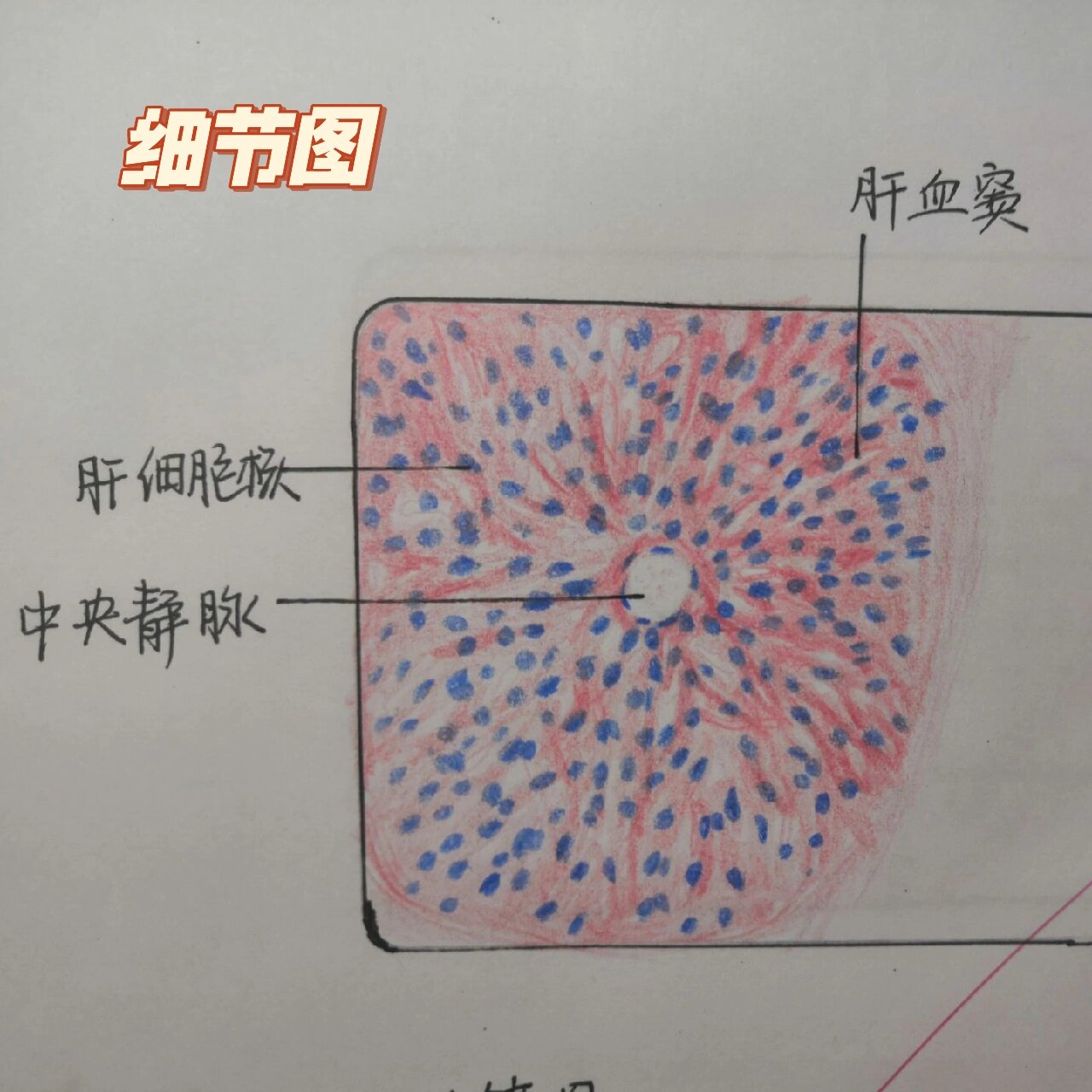 肝小叶中央静脉手绘图图片