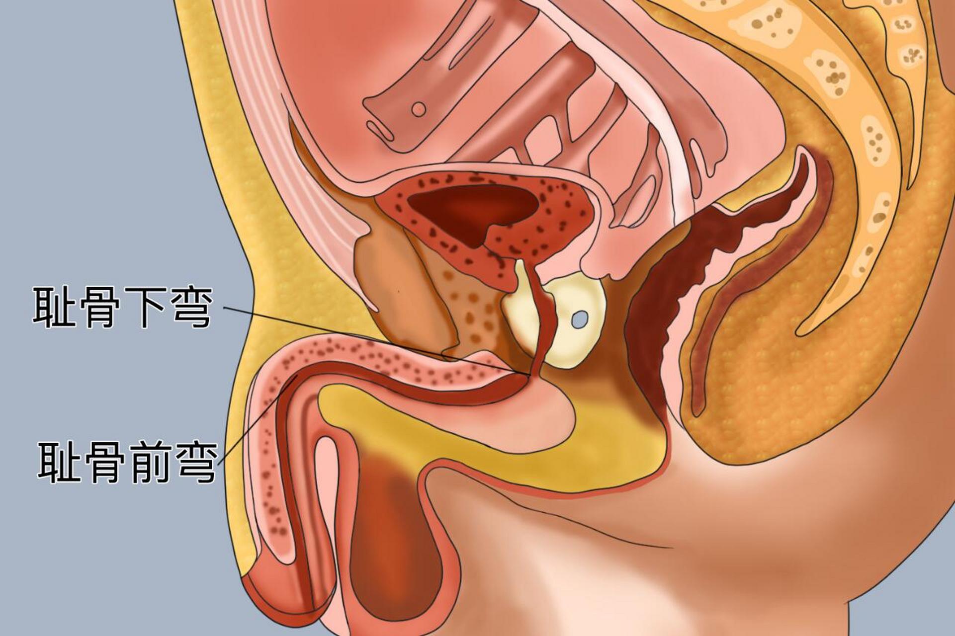 男人耻骨准确位置图片图片