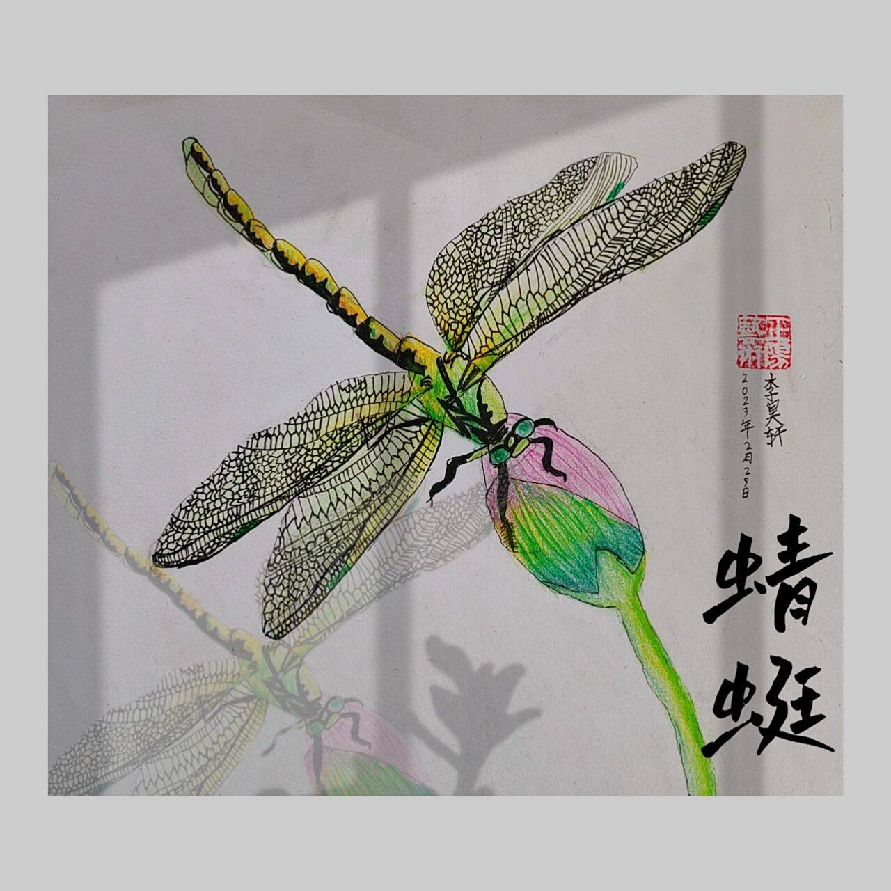 蜻蜓写生9593 二～三年级线描写生课分享蜻蜓高清素材图喜欢保存