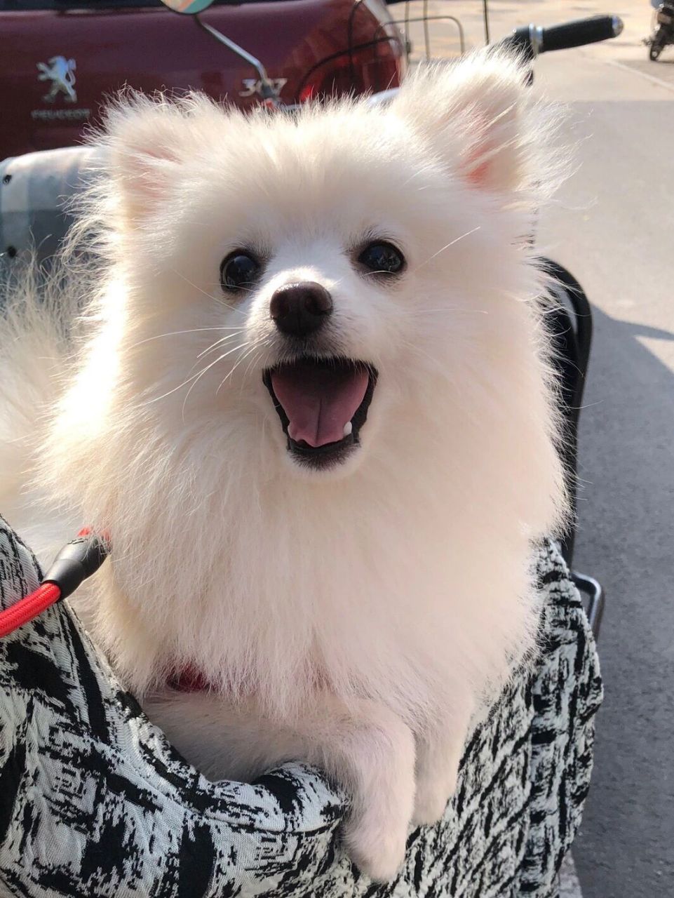 银狐和博美的串串 超可爱的虎虎