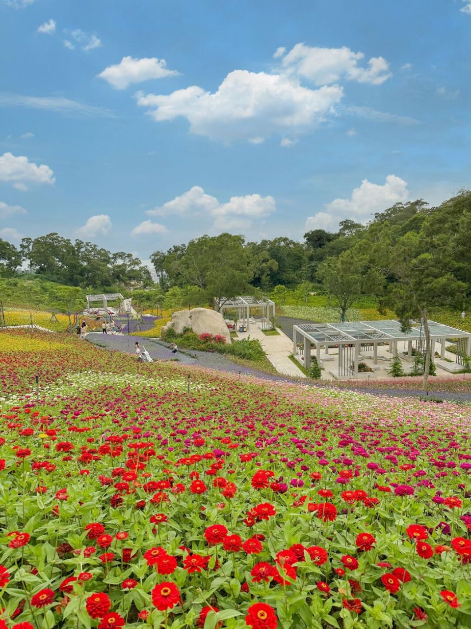 厦门东坪山的花海又开了!!这个周末记得去!! 厦门真的好浪漫呀!!! 这