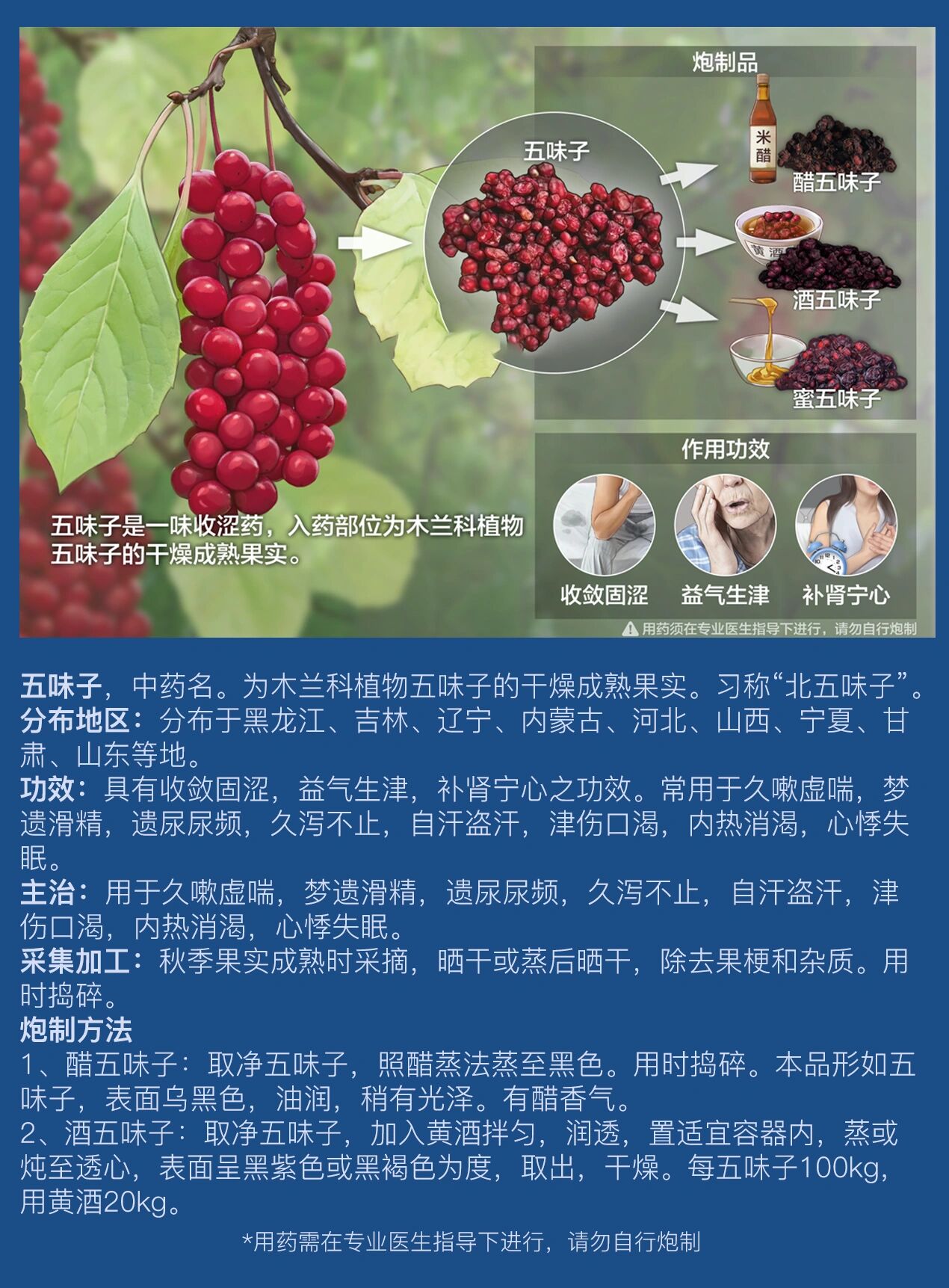 每天认识一味中草药91|五味子 91入药部位:干燥成熟果实.