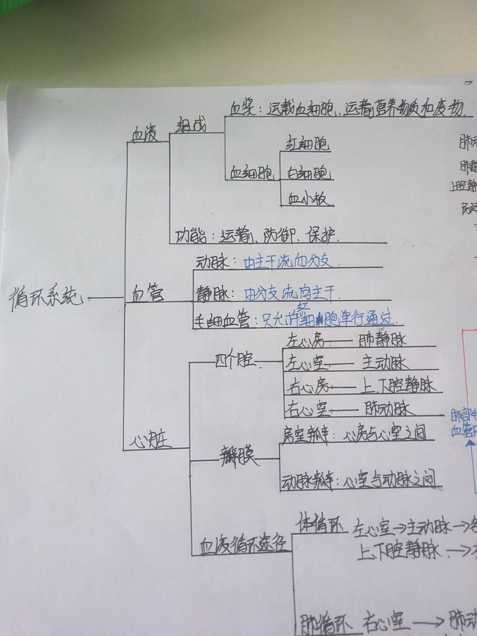 七下生物循环系统思维导图