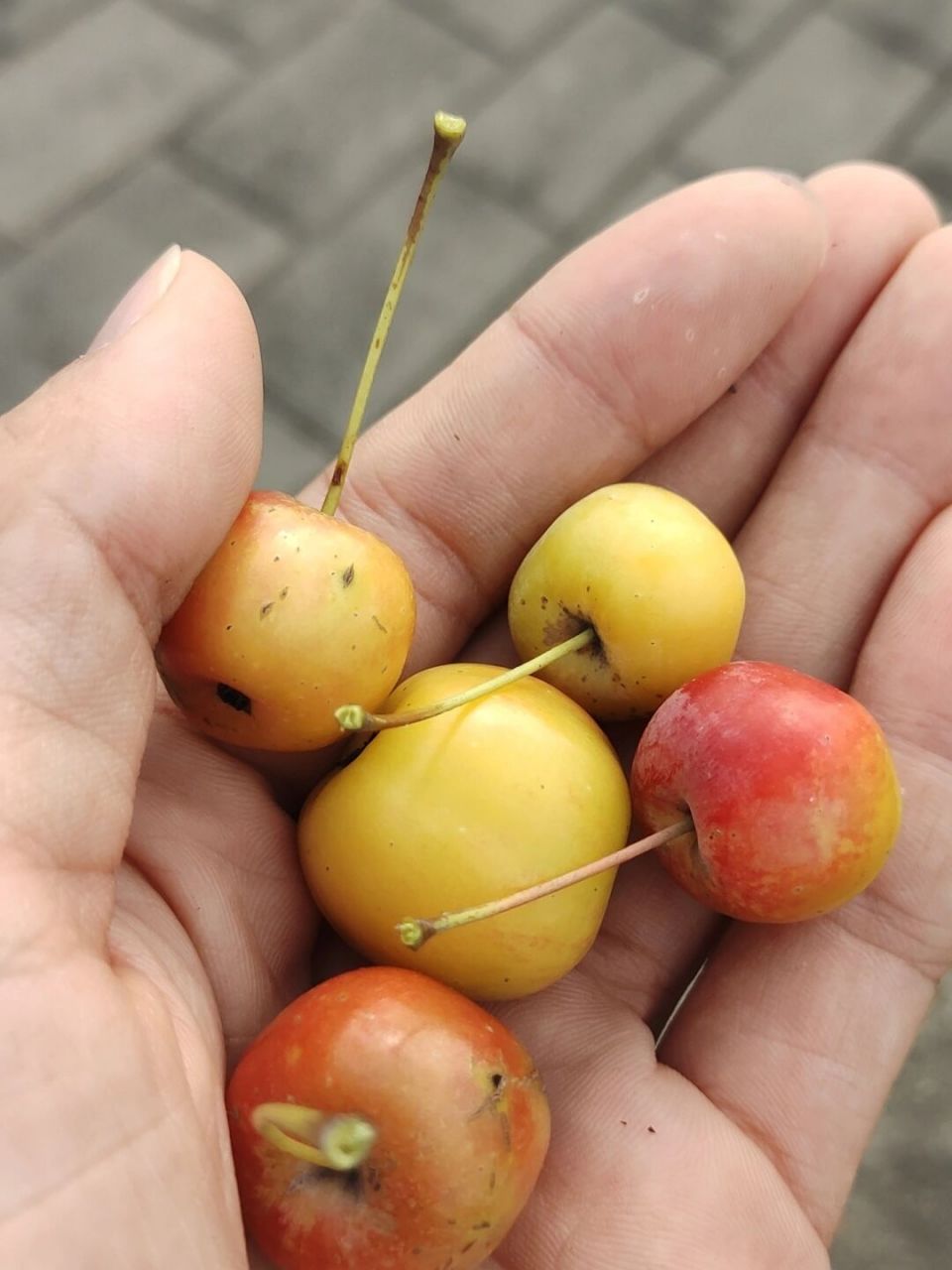 酸酸甜甜的,好吃!野生小苹果#苏州# #小苹果# #这是什么野果