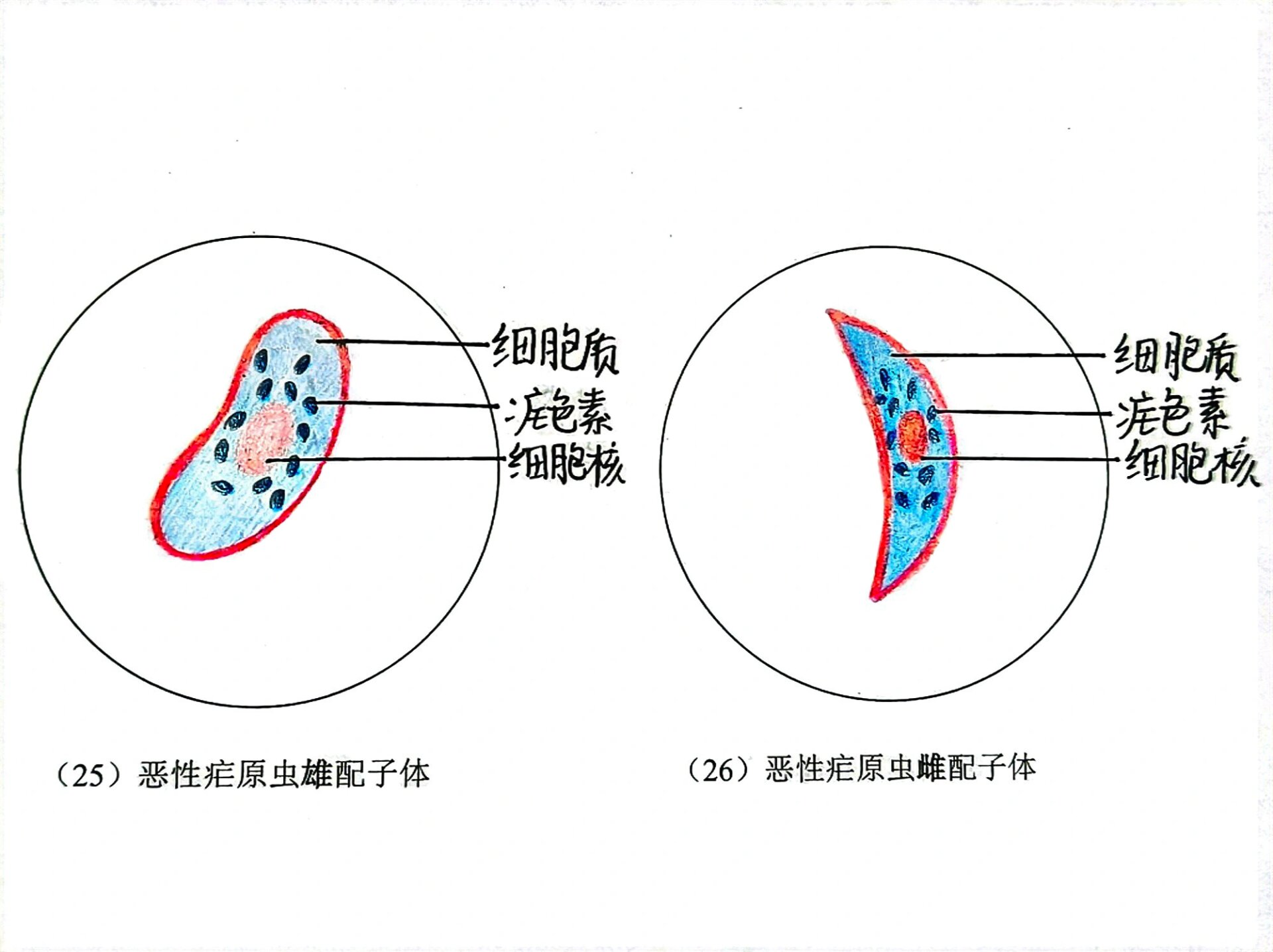 疟原虫红蓝铅笔手绘图
