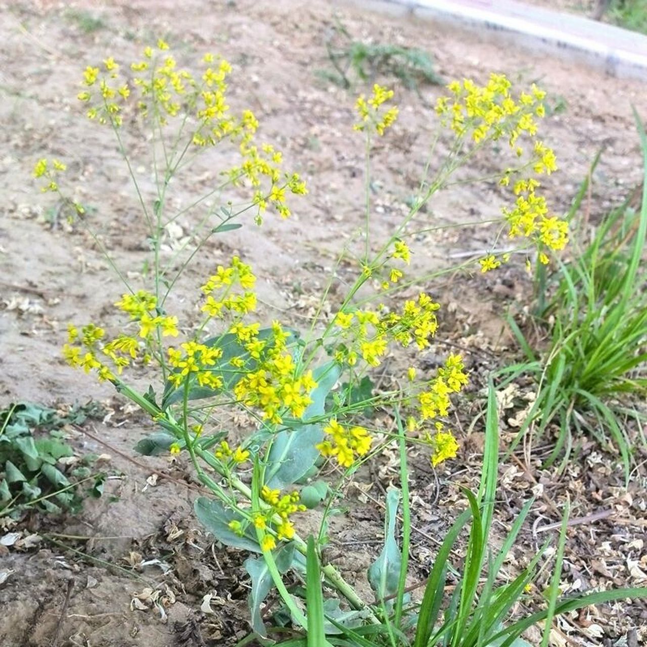 板蓝根本草纲目图片