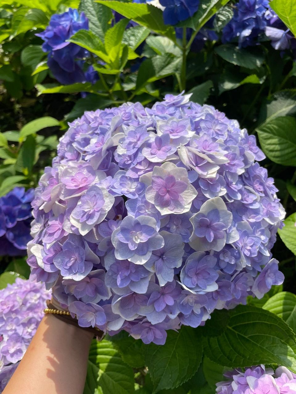 花大直立好-玉段绣球  某大爷家的苗第二年,花彩师未完全调蓝,绝绝子!