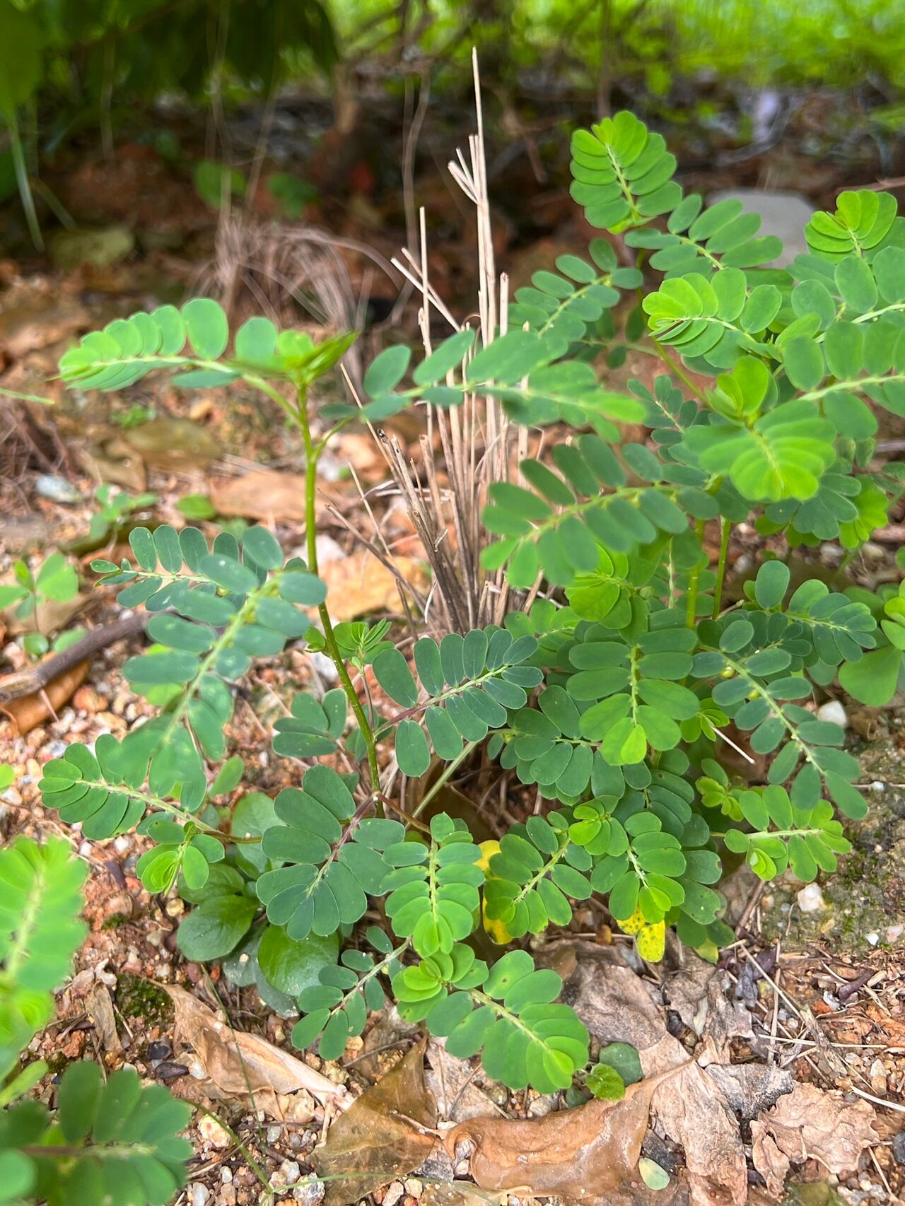 大叶珠药材植物图片图片