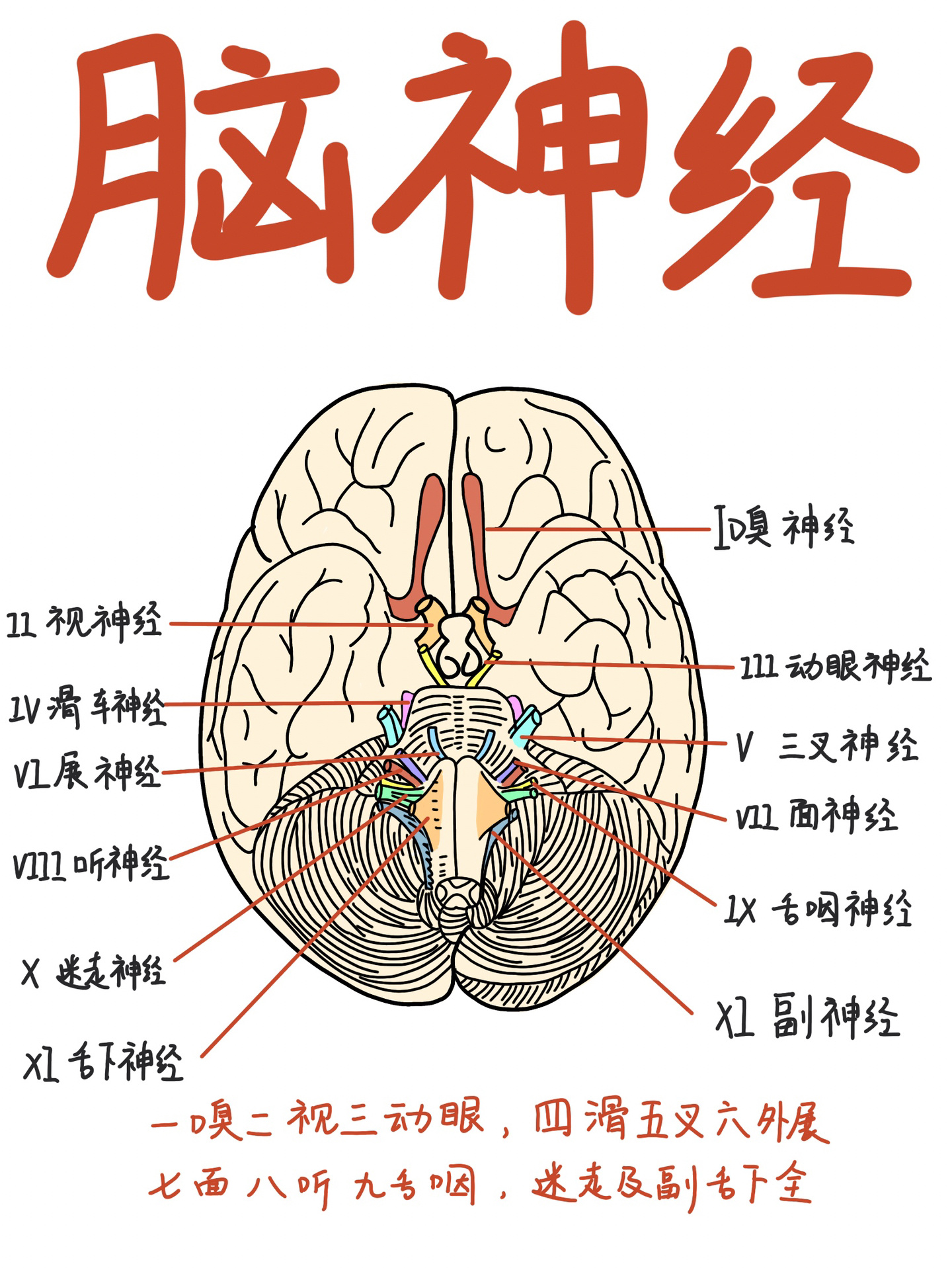 医学生笔记|十二对脑神经 99脑神经在解剖和神经病学都会接触到
