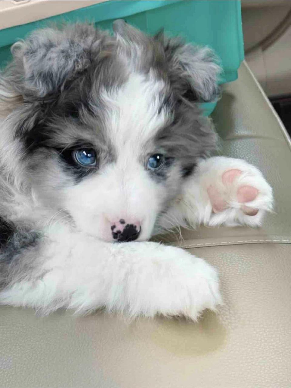 蓝眼睛的陨石边牧99 家里狗太多了,便宜出陨石边牧幼犬2个月了,公母