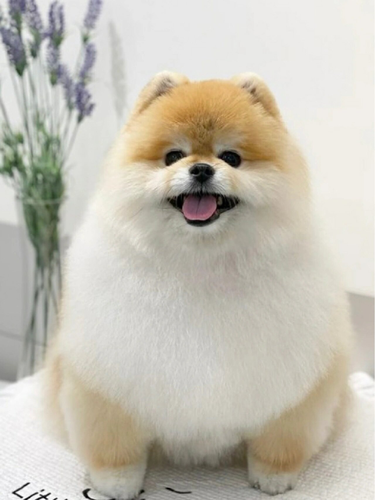 博美美容造型合集-这迷人的毛发丰盈感