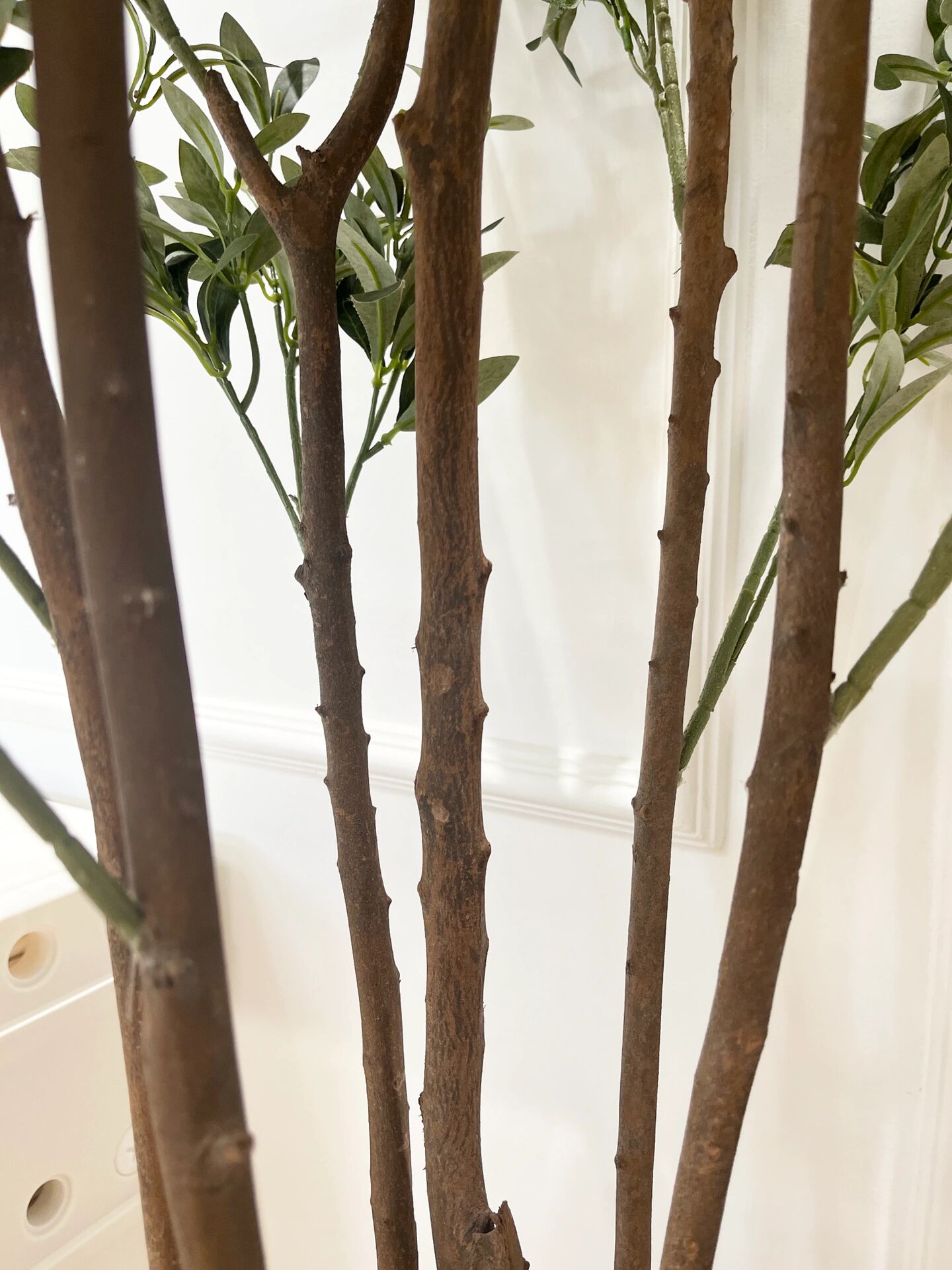 65,阿尔卑斯大叶伞 右:仿真绿植,1.8,橄榄树