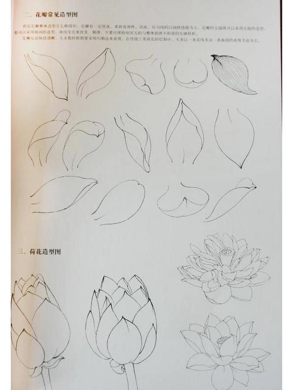 荷花怎么画 分享艺术家教程