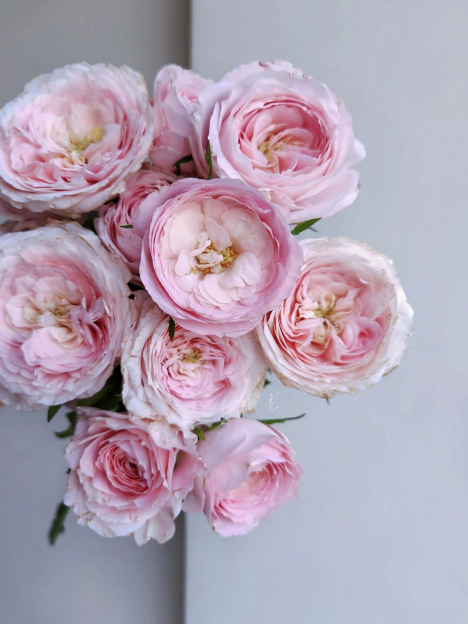 多头玫瑰 梅拉新娘/宏博 跟多头公主礼服一样,也是爱出伤的主.