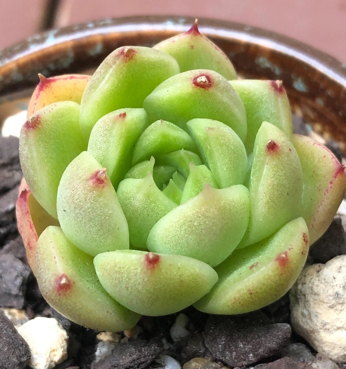 100颗麦杆就有100种不同的美06 多肉的魅力可能往往展现在个体的