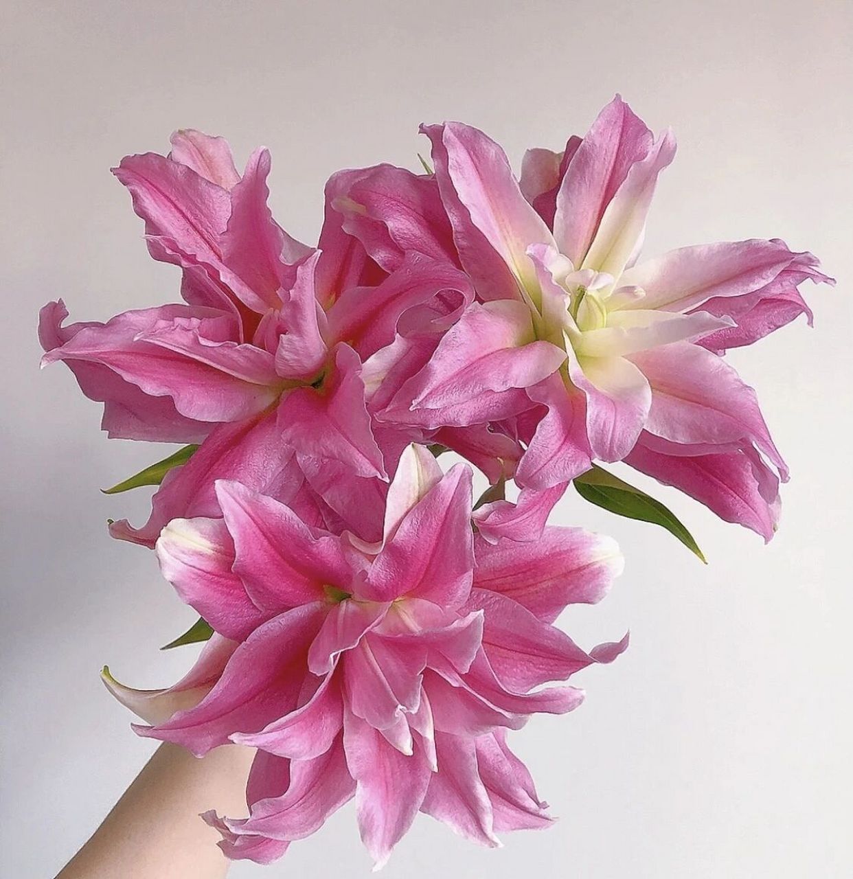 红丝带重瓣百合,花瓣就像飘逸的红丝绸  一天忙碌下来修剪花花草草的