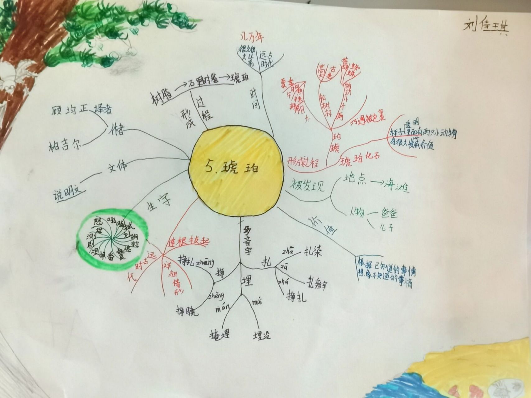 琥珀思维导图内容简单图片