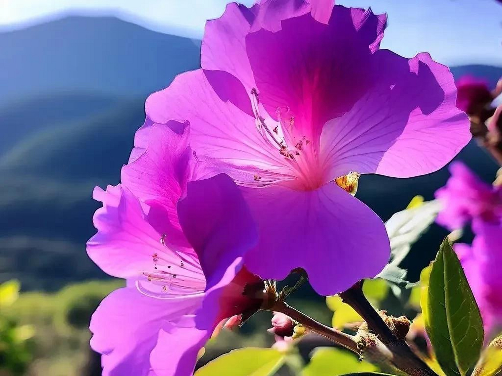 紫薇花开,夏日情长 在炎热的夏日里,紫薇花以其淡雅的紫色和细腻的