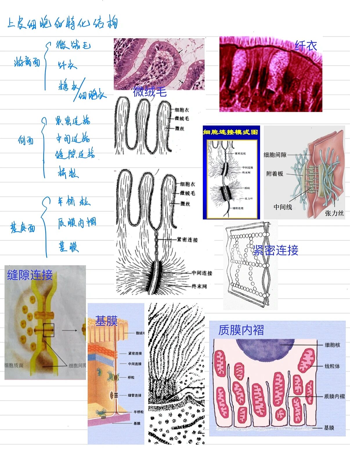 人体上皮组织结构图画图片