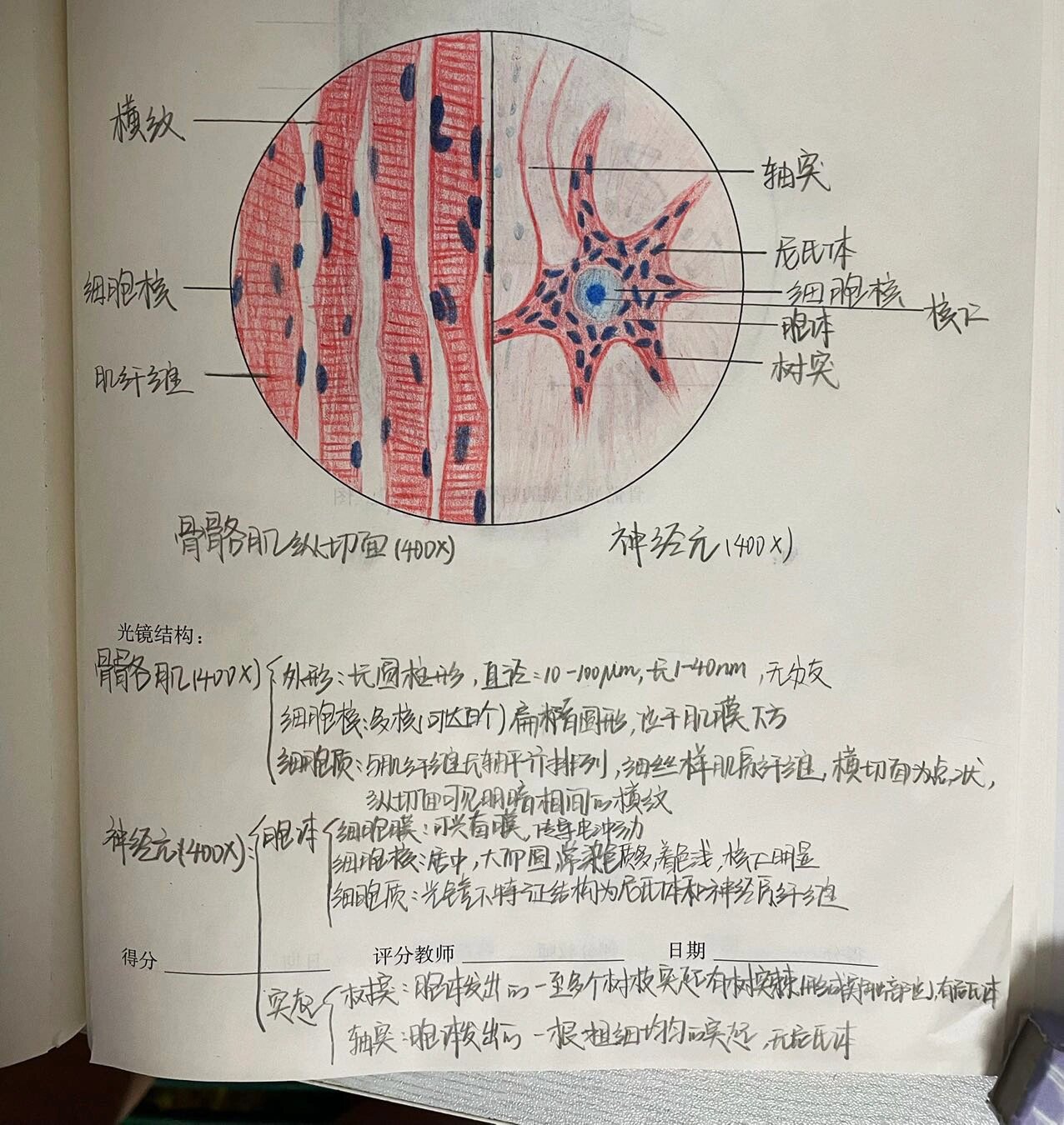 实验报告画图图片