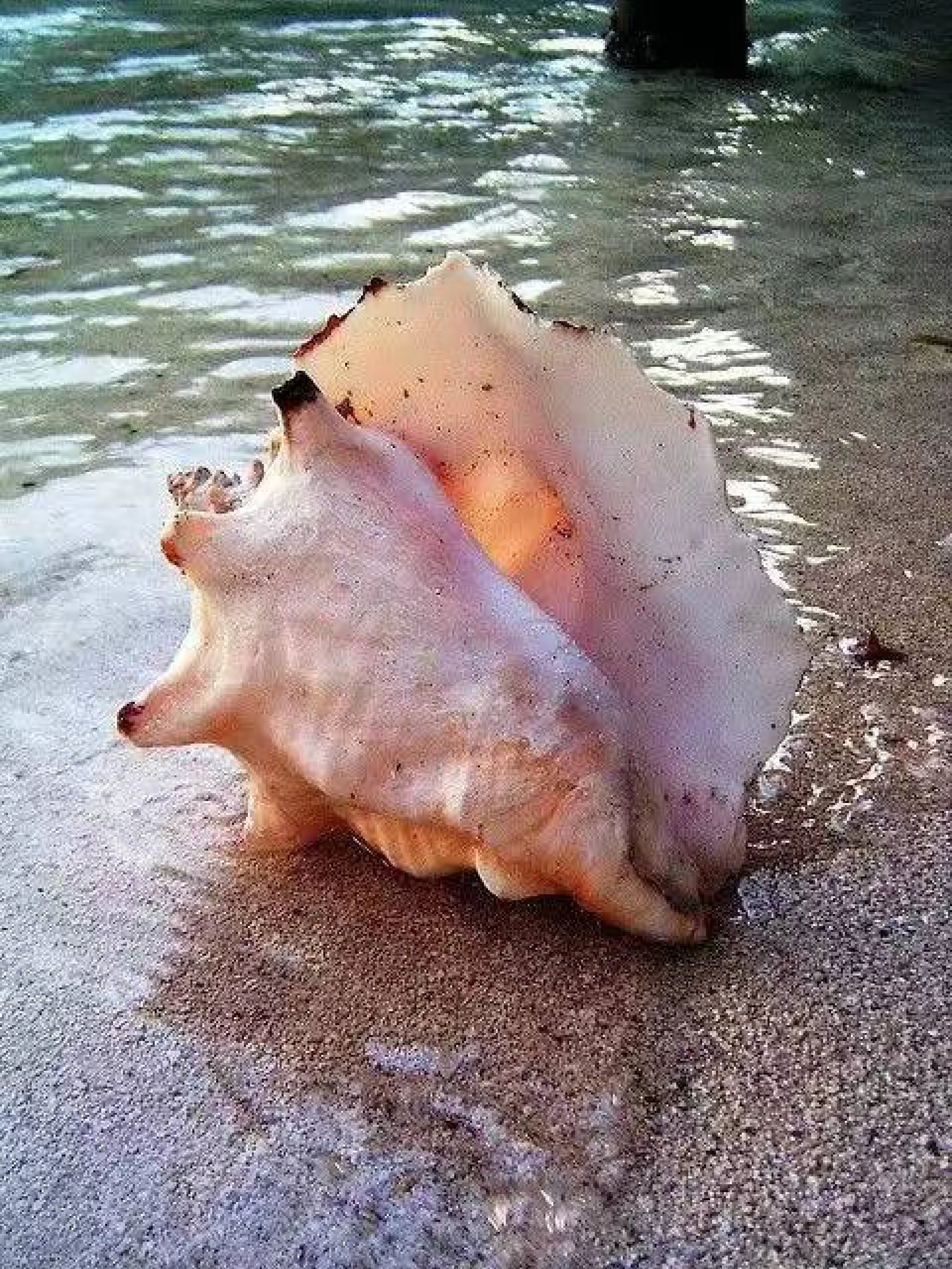 美丽的海螺世界,太罕见了