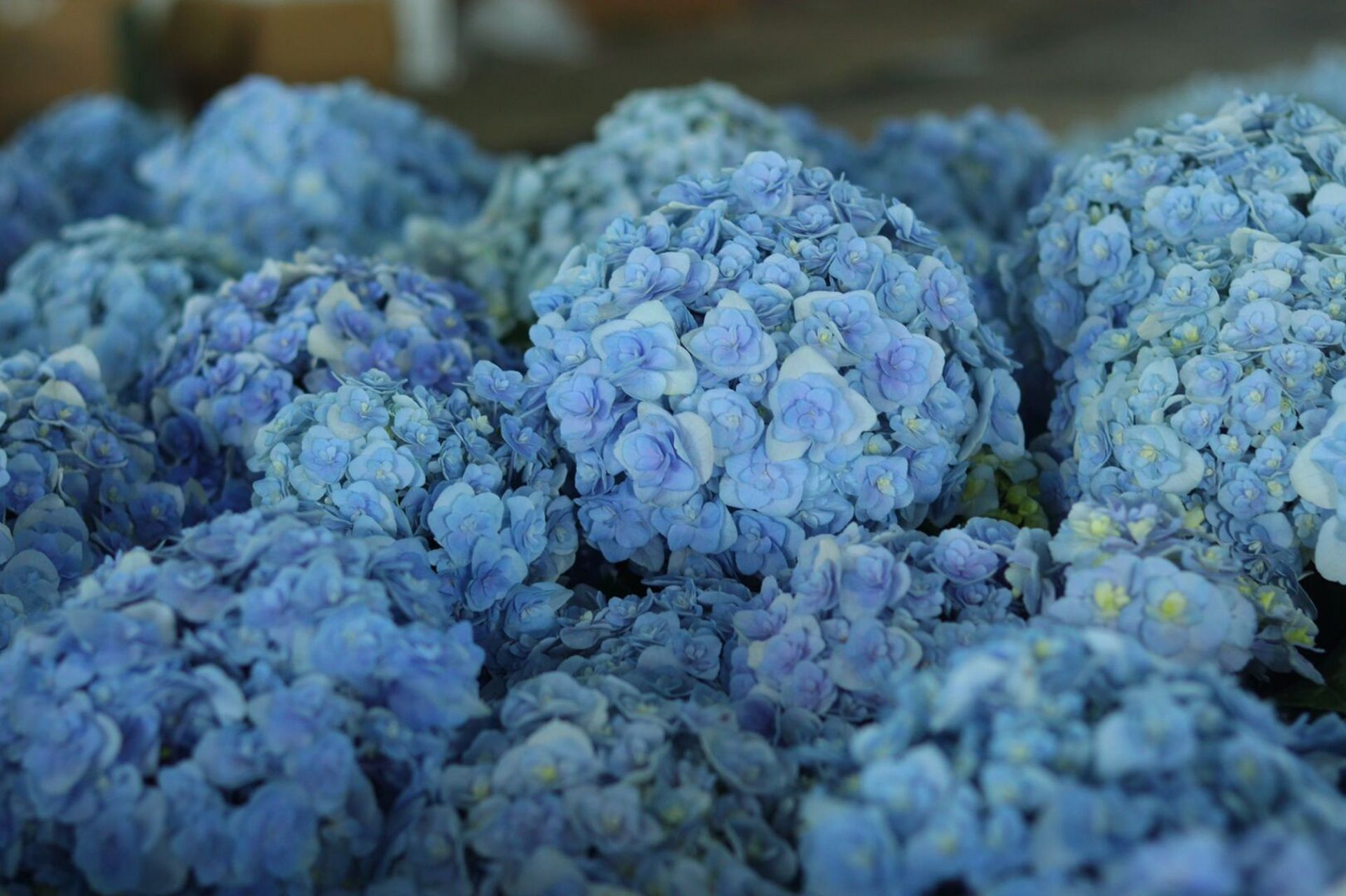 绣球品种推荐—花宝 花宝光听名字就很好听,这是日本进口的重瓣绣球花