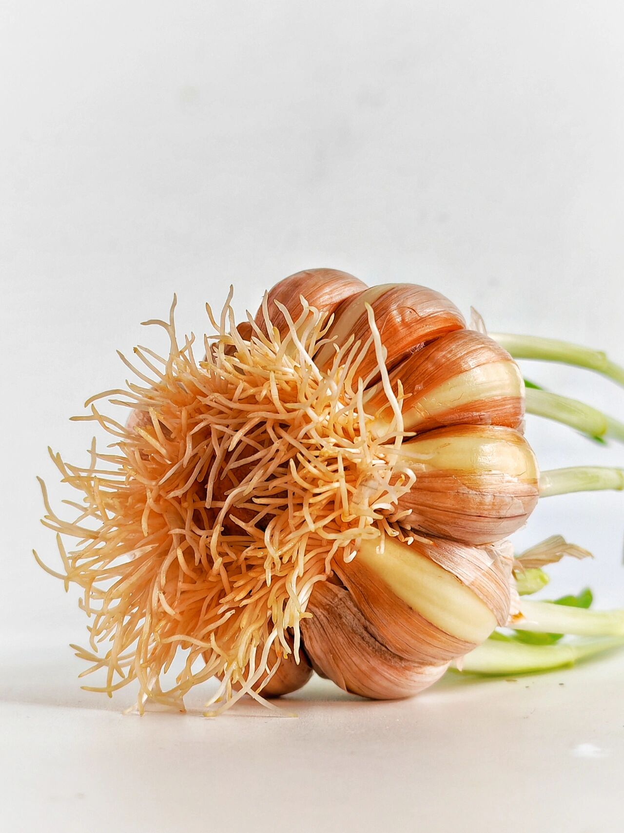 绘画素材 | 婀娜多姿的蒜苗