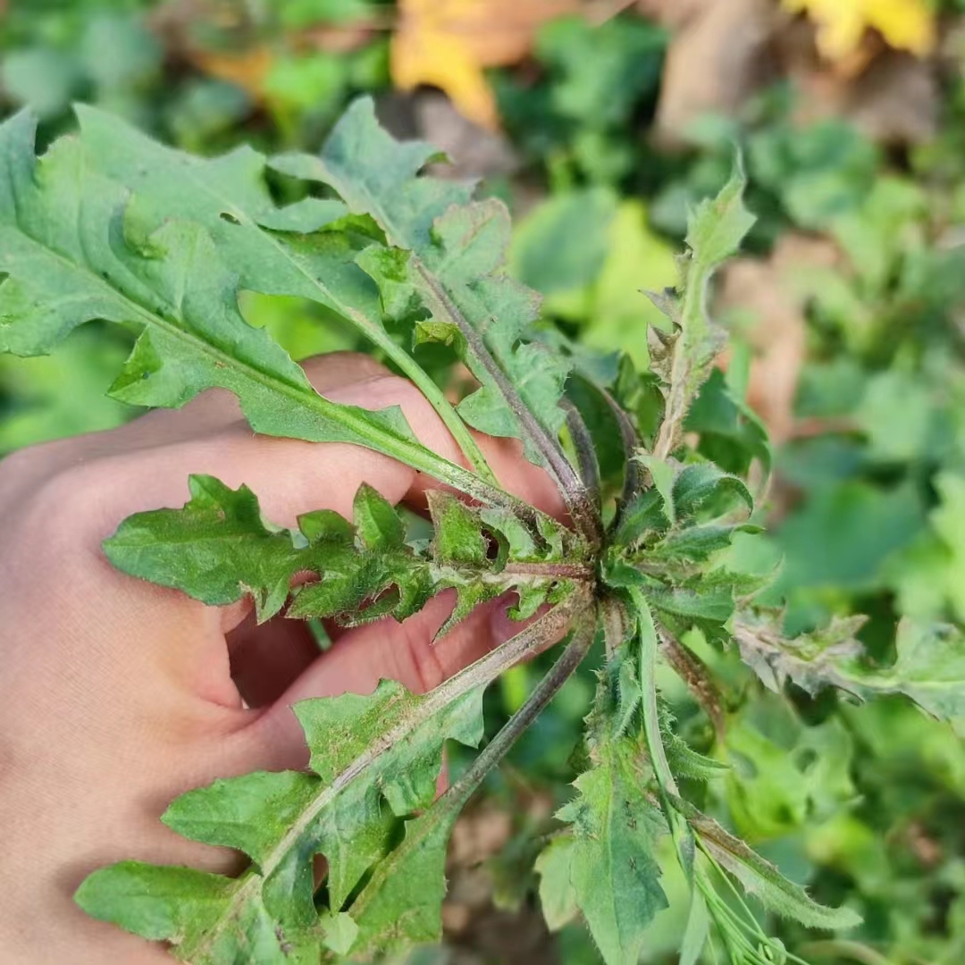 芨芨菜的样子图片