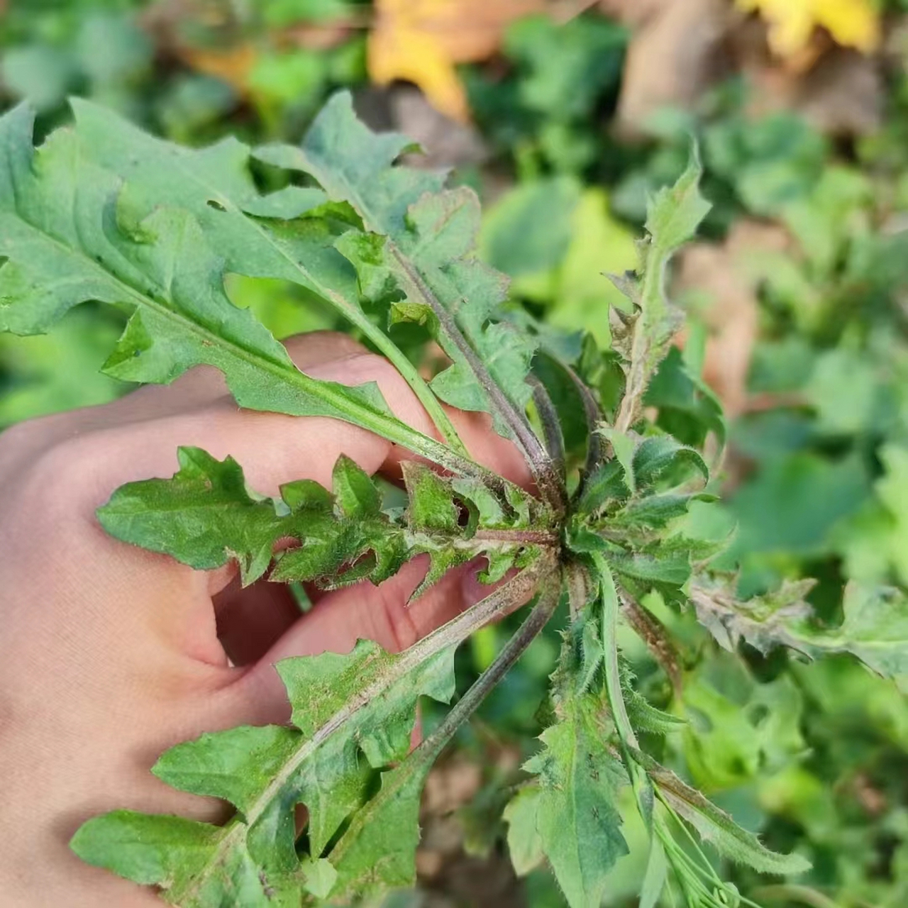 假荠荠菜图片图片