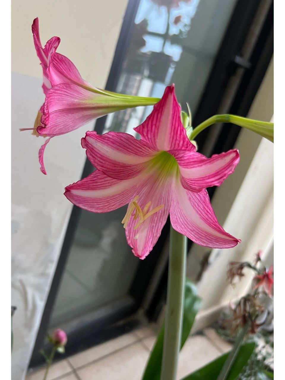 朱顶红|艾斯黛拉  19. 艾斯黛拉. 单瓣.紫粉色,有白肋.中小花型.