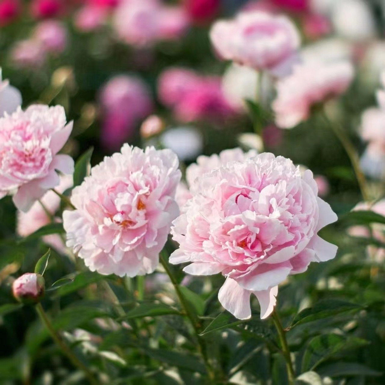 又到了种芍药的季节,粉色系莎拉真的太优秀 粉色系最出名的沙拉果然是