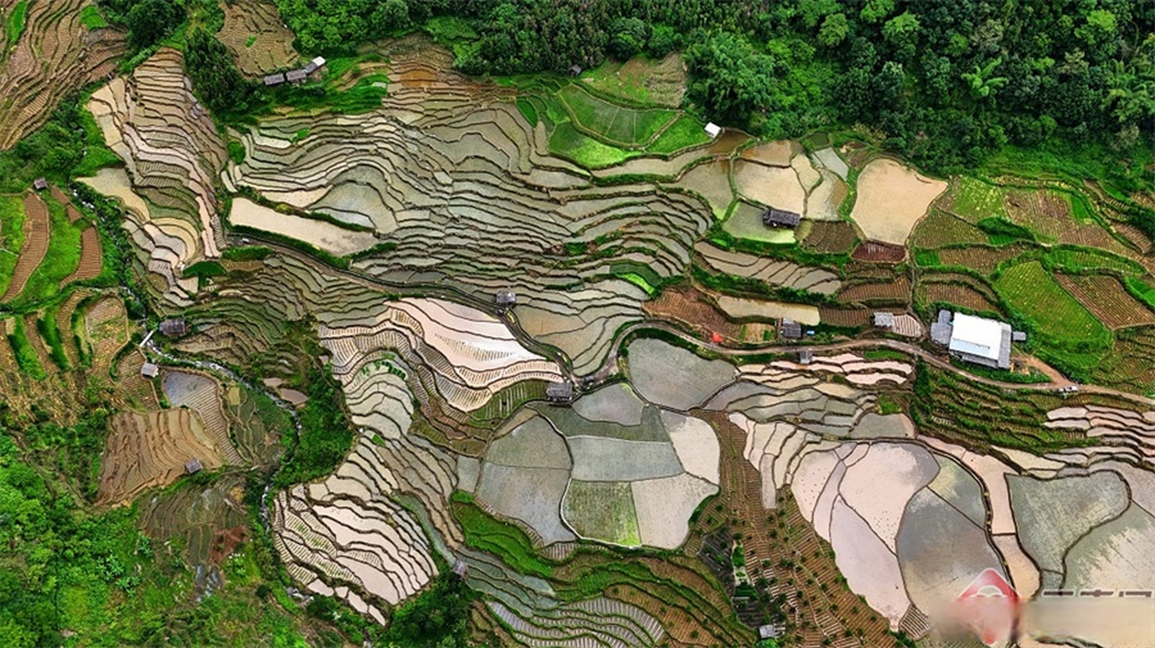 有料就报 【腾冲五合乡:夏日梯田美如画】夏日的腾冲市五合乡,阳光洒