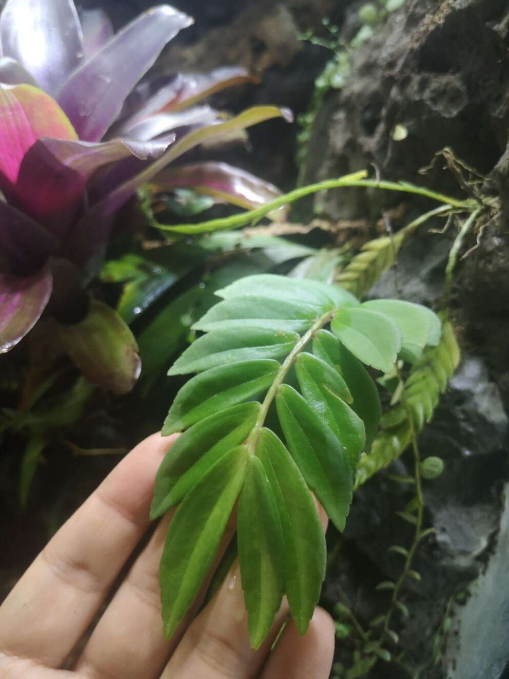 原生大叶楼梯草 比叠叶楼梯草叶子大一些,非常好养殖的一种雨林造景