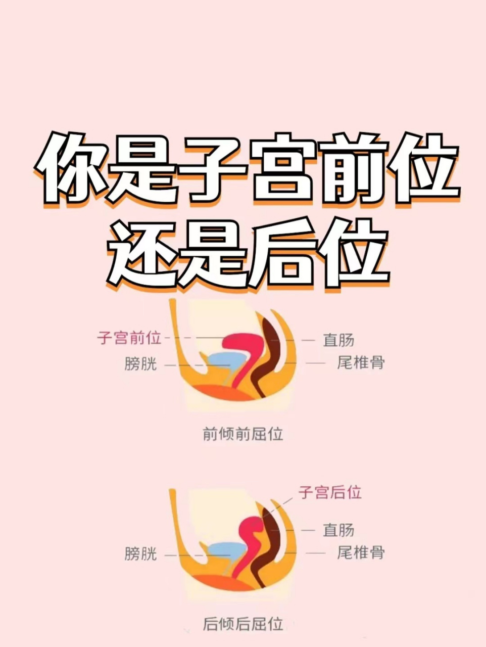 不同月份子宫位置图图片