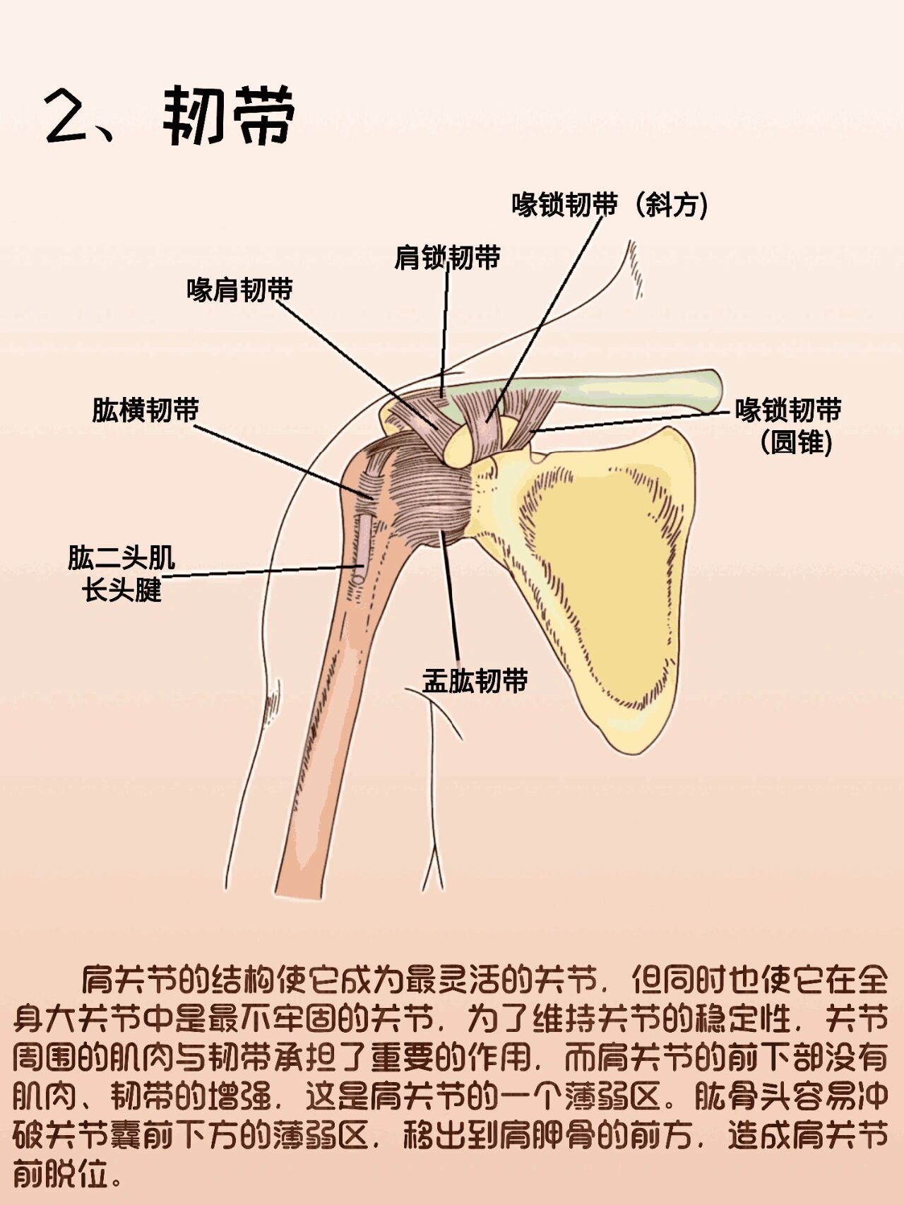 解剖日记之肩关节