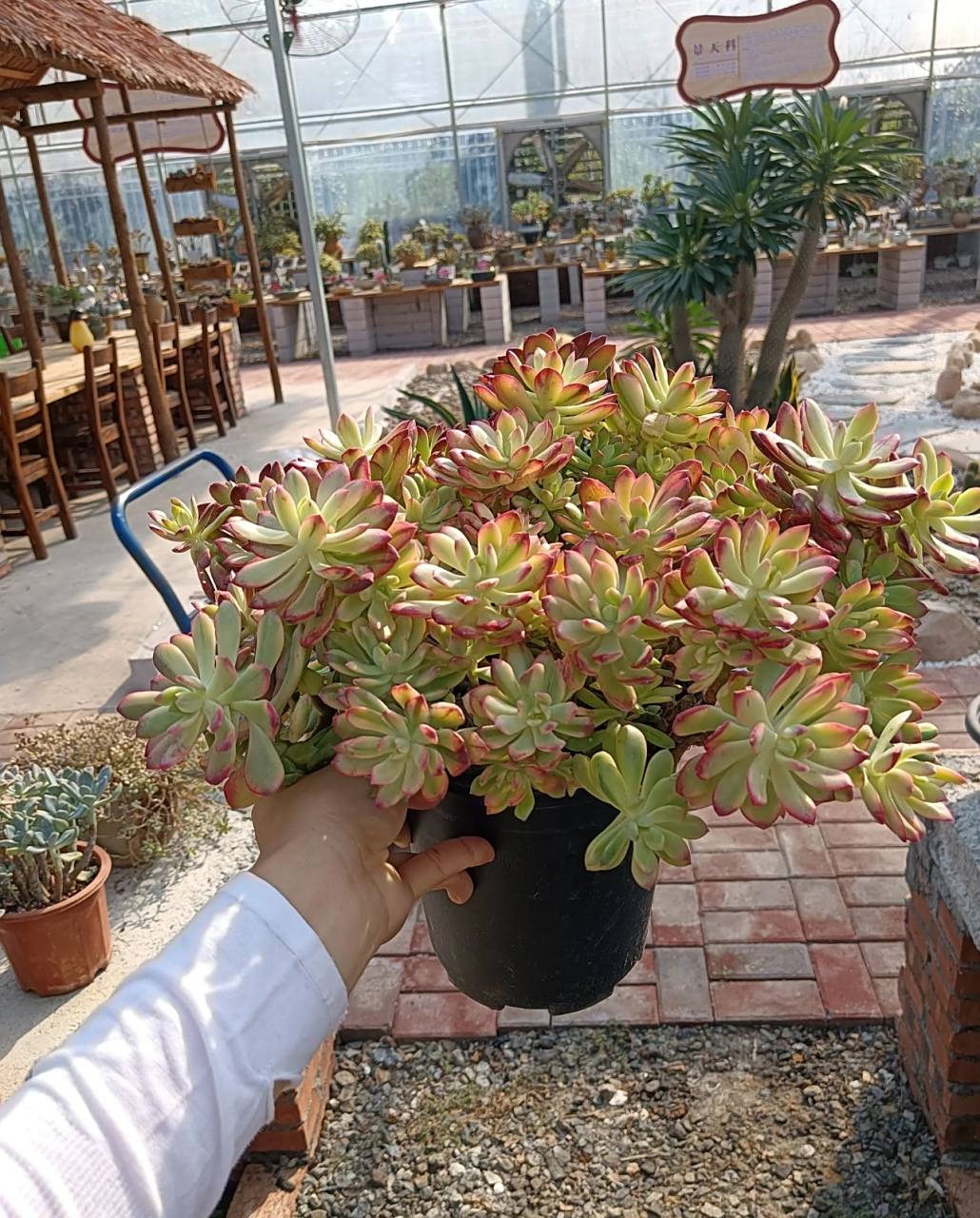 说起小叮当锦这种多肉很多肉友不熟悉,但要说红稚莲的话,我估计80%