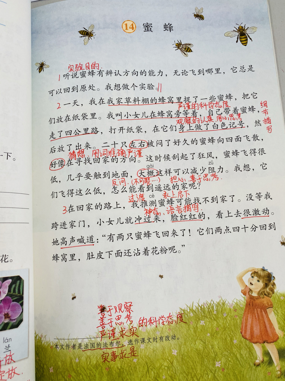 《蜜蜂》 第14课《蜜蜂》 #三年级语文下册